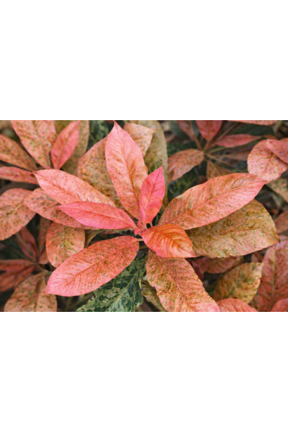 Photinia Pink Crispy фото